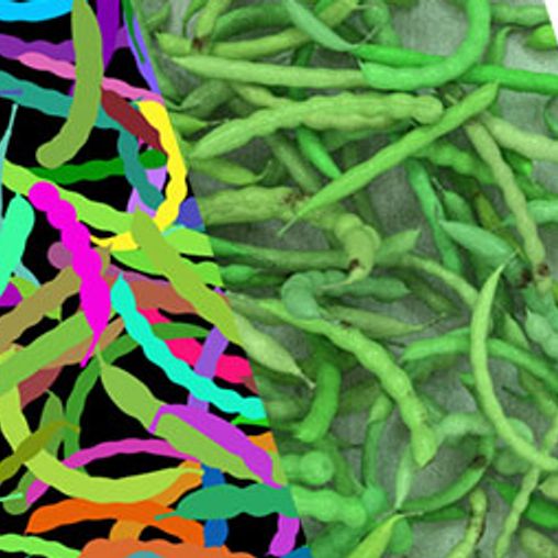 showcase-food_sorting