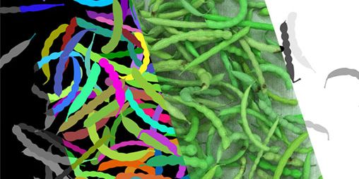 showcase-food_sorting