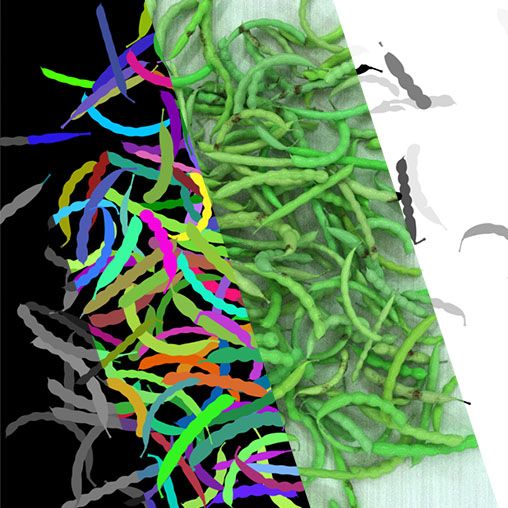 showcase-food_sorting