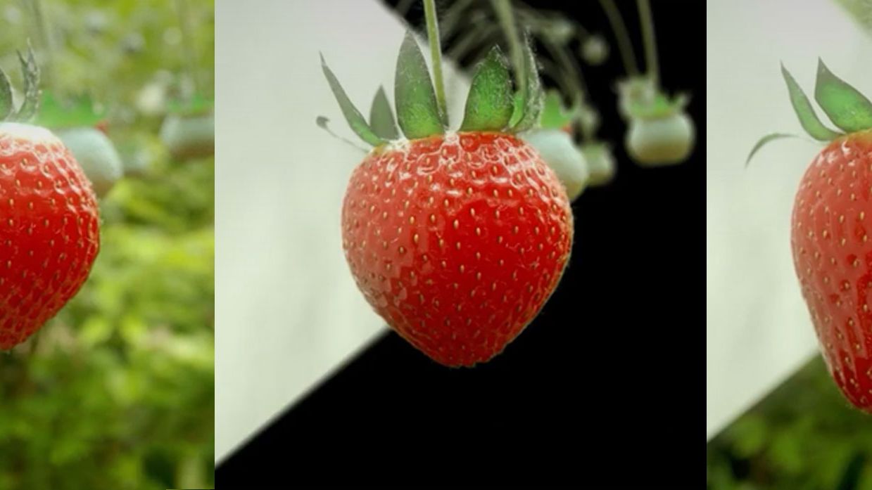 showcase-food-sorting-strawberry